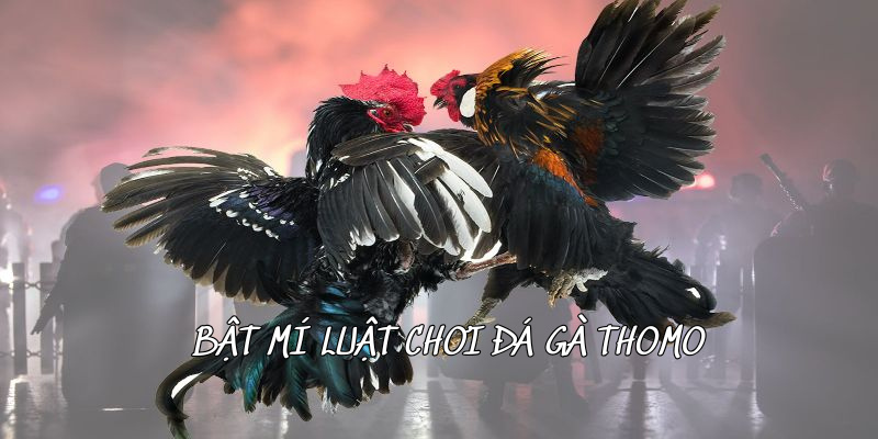 Bật mí luật chơi đá gà thomo