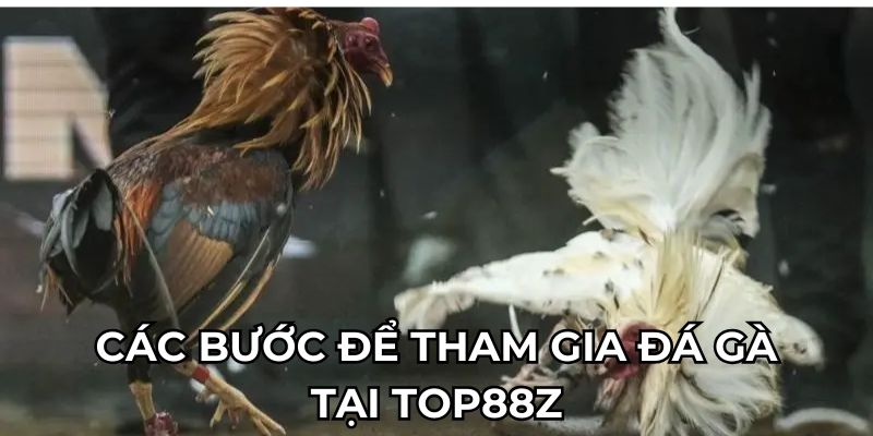 Quy trình để tham gia đá gà tại Top88z